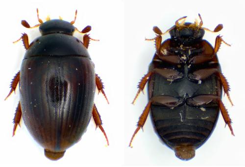 Réf. 353 986 : Cercyon lateralis